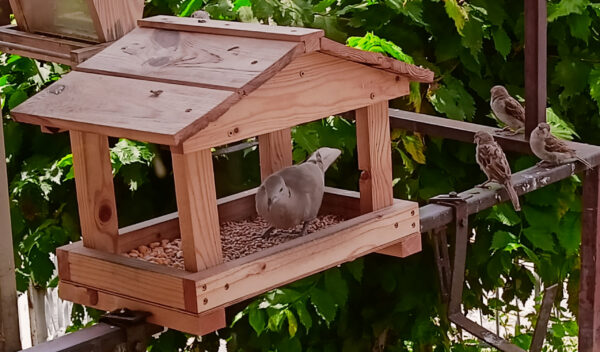 Gołąb i wróble w karmniku