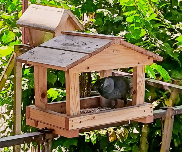 Tradycyjny karmnik dla ptaków z kawką w środku